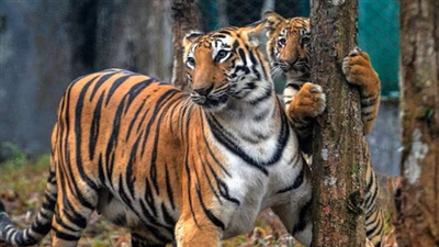 भारत अब दुनिया के 75% बाघों का घर, 2018 से 2022 तक 24% बढ़ी टाइगर्स की संख्या