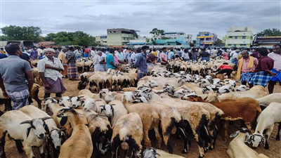 बकरीद: केरल सरकार को सुप्रीम कोर्ट की फटकार, कहा- कांवड़ यात्रा पर हमारे फैसले का पालन करिए