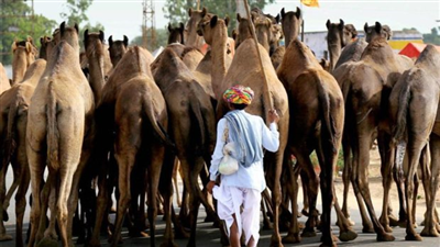 बकरी ईद: लखनऊ में ऊंट की कुर्बानी पर लगा बैन, व्यापारियों पर पैनी नजर रखेगी सरकार